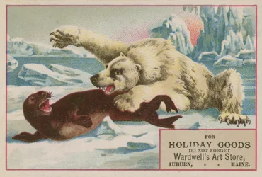 Eisbär greift eine Robbe an